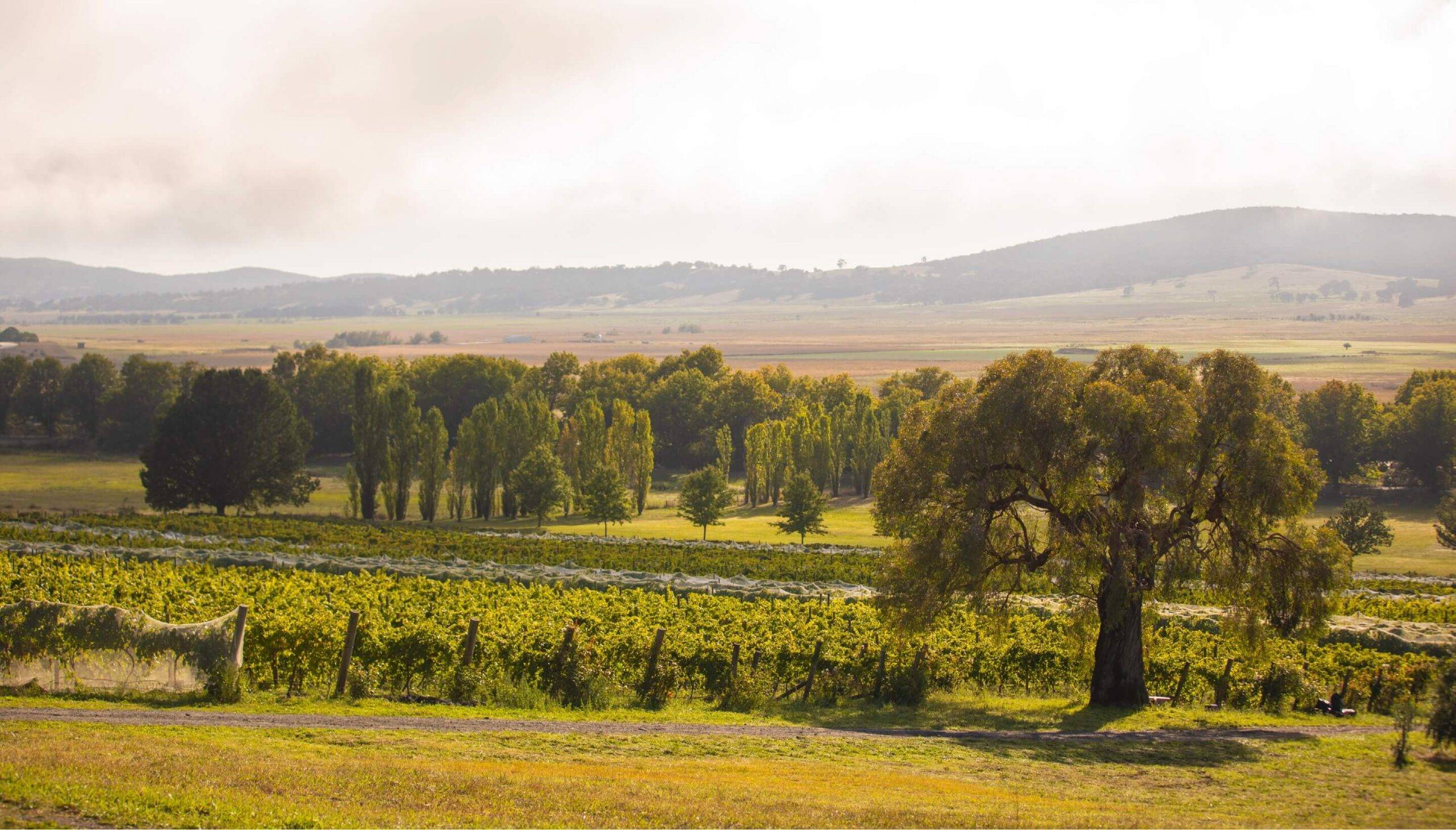 Lake Winery Canberra District Winery Review Australian Wine